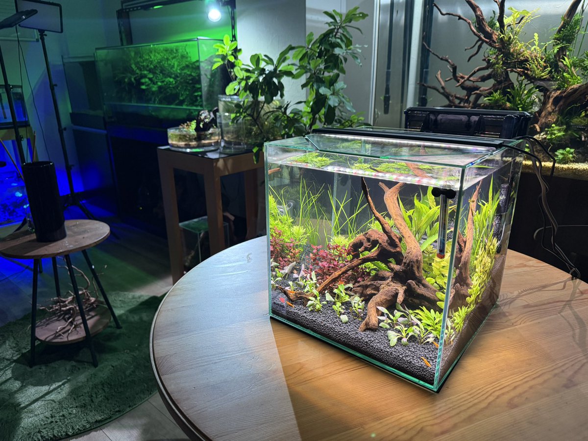 明日の動画はGW企画。30センチキューブ水槽セットで小さな水族館はじめ