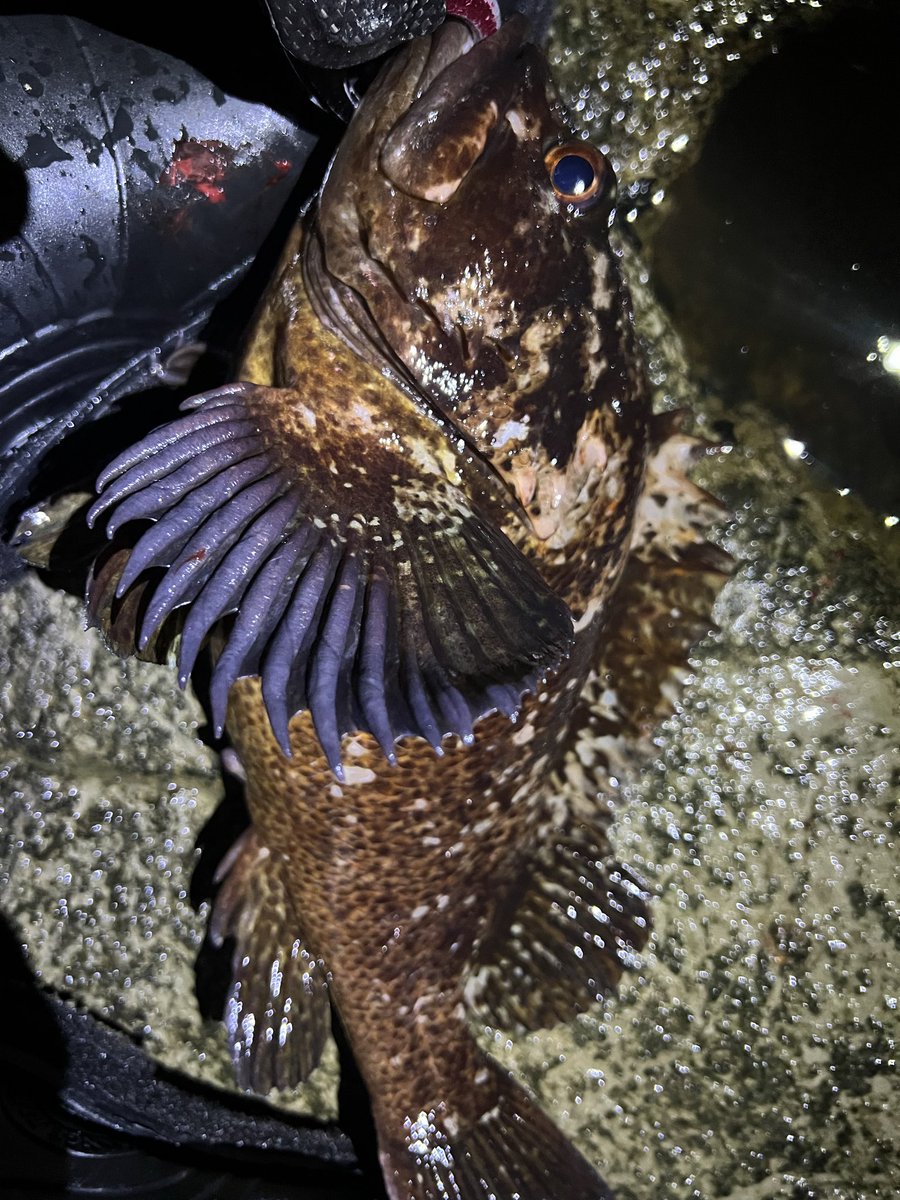 酒と魚と男とお花 tweet media