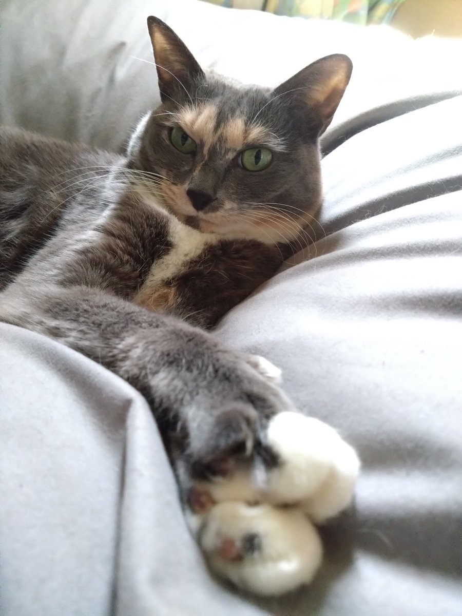 猫 #猫のいる生活 #ねこ好き