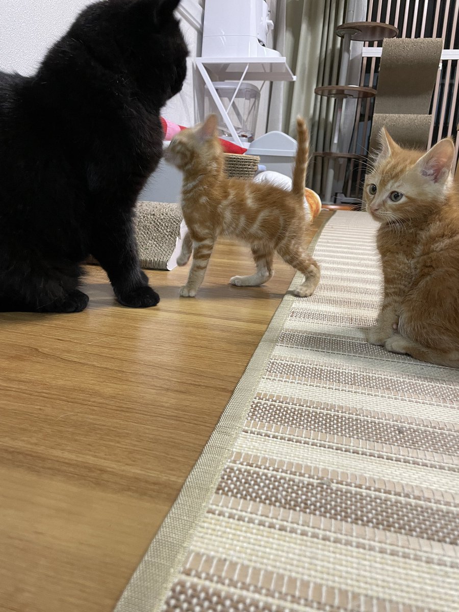 猫カフェmfmf/横浜駅 tweet media