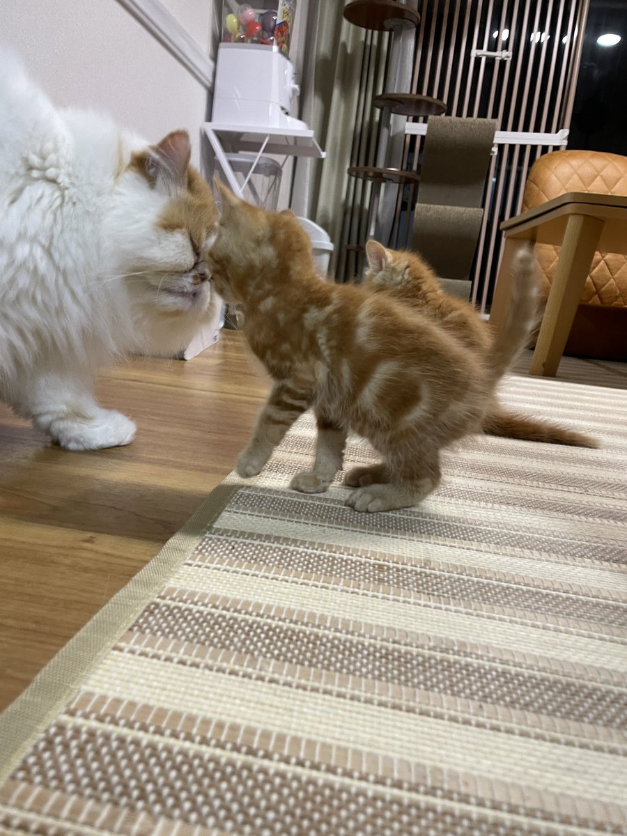 猫カフェmfmf/横浜駅 tweet media