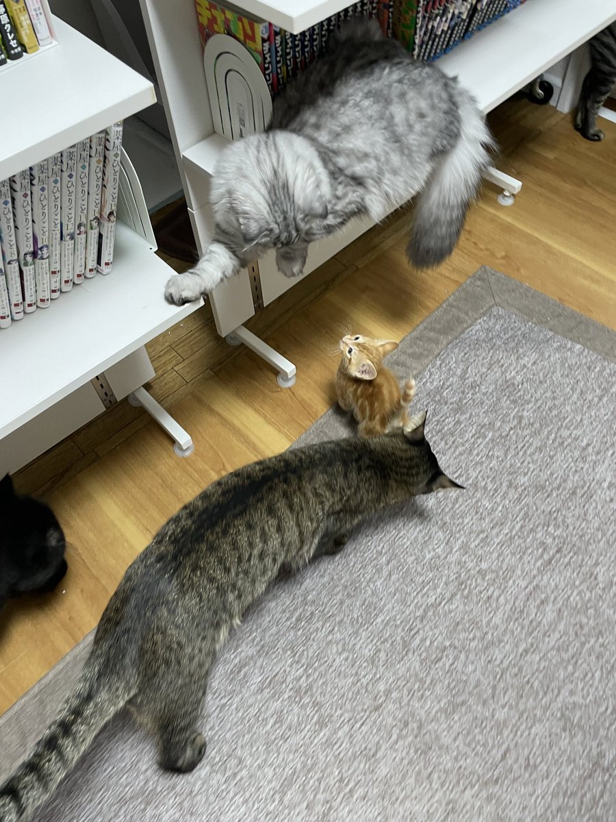 猫カフェmfmf/横浜駅 tweet media