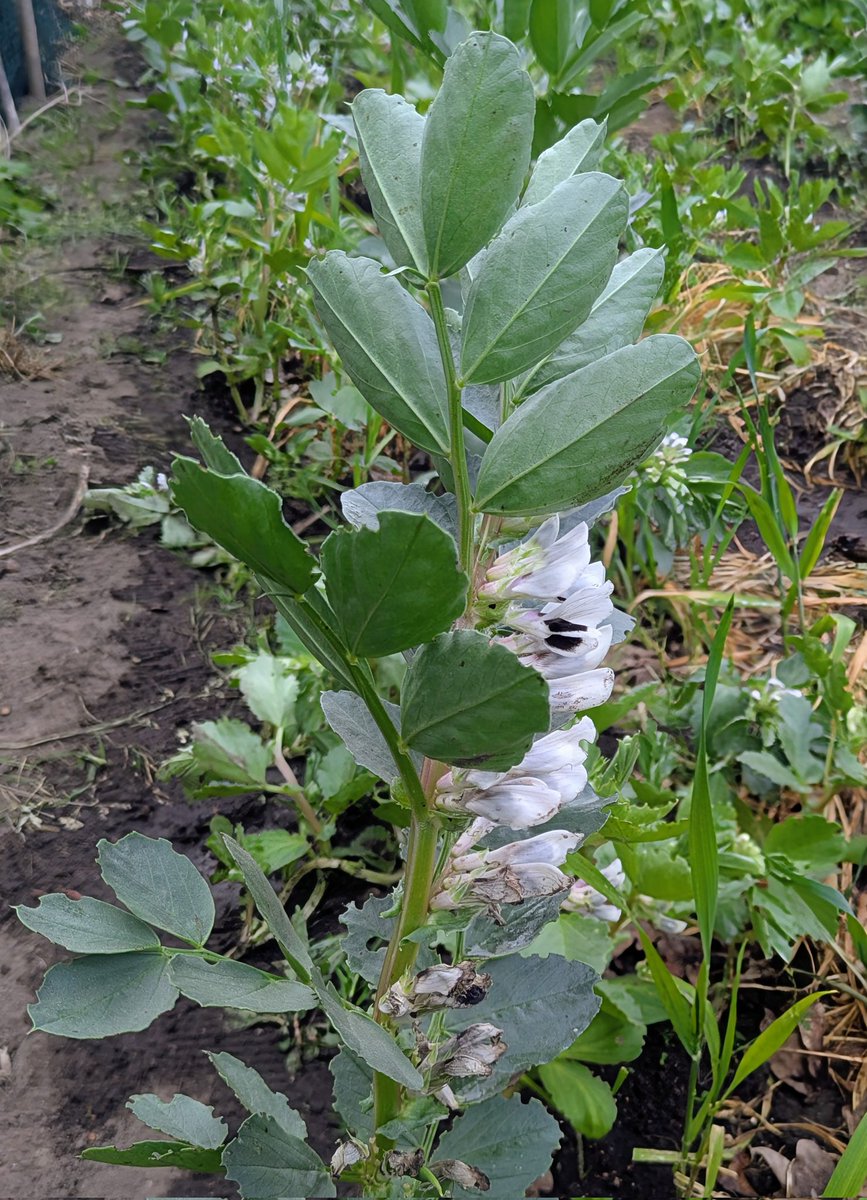 GuyBarter's tweet image. Broad beans in full flower watered well- makes all the difference in yield in dry springs. Blackfly &amp;amp; ants present - expect damaging infestation in 10-20 days. Leaves well notched by pea &amp;amp; bean weevil. The crop will grow away from the weevil now. #allotment