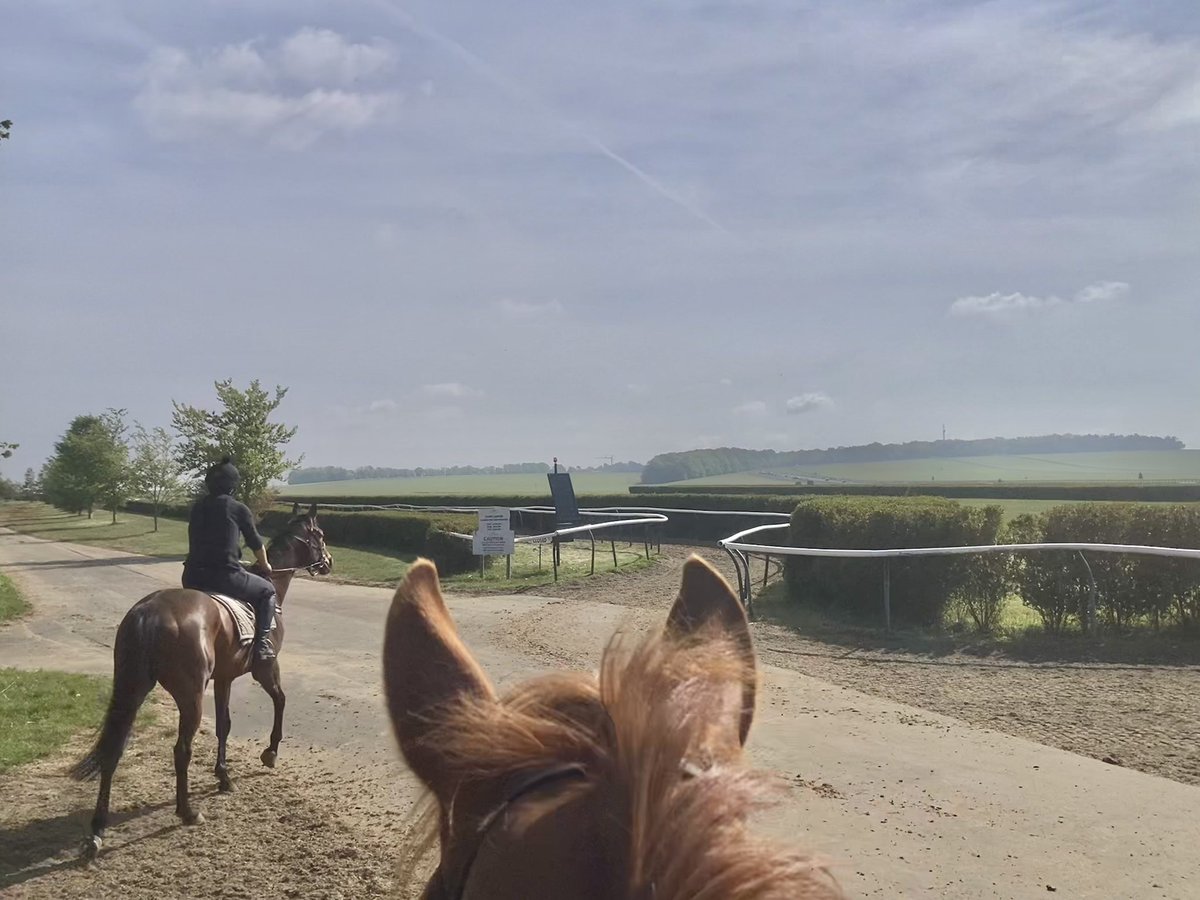 JohnWathenBerry's tweet photo. Turned into a lovely day of warm, at times hazy, sunshine in Newmarket. Should be lovely conditions over on the Rowley Mile @NewmarketRace for the @Betfred 2,000 Guineas #DoubleMeaning #TheMayor #SanoCity #TarbatNess #MrsMaisel #Clasina https://t.co/tHzryWTMJh