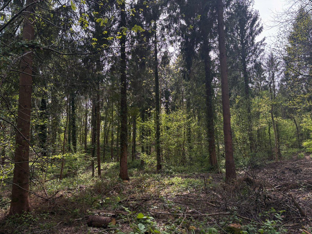girlnthewoods's tweet photo. spring i love u https://t.co/gqz7gQWdI0