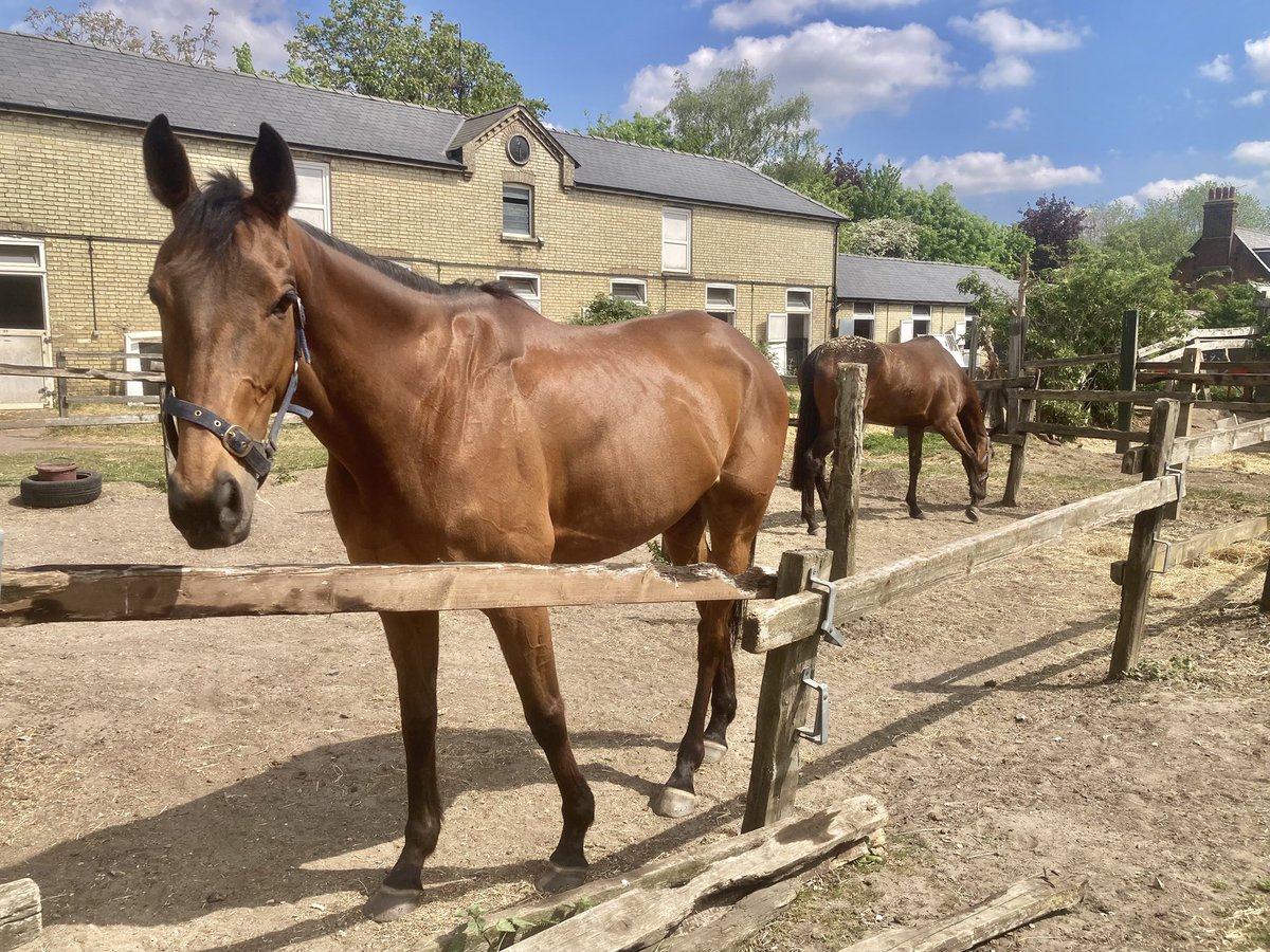 JohnWathenBerry's tweet photo. Turned into a lovely day of warm, at times hazy, sunshine in Newmarket. Should be lovely conditions over on the Rowley Mile @NewmarketRace for the @Betfred 2,000 Guineas #DoubleMeaning #TheMayor #SanoCity #TarbatNess #MrsMaisel #Clasina https://t.co/tHzryWTMJh