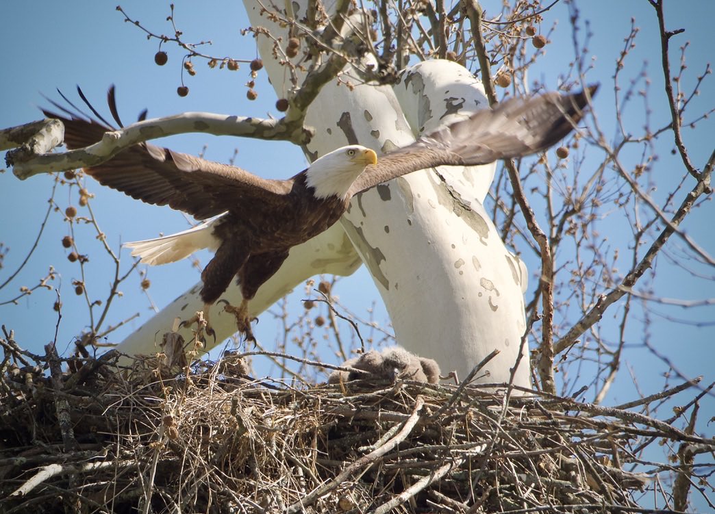 RoppityPhotos's tweet photo. Eaglets thinking one day weβll be able to fly like mom. #Eaglets #Eagles #BaldEagles #Wildlife #WildlifePhotography #Birds
Have a great day everyone. https://t.co/u5Ir0QKVAr