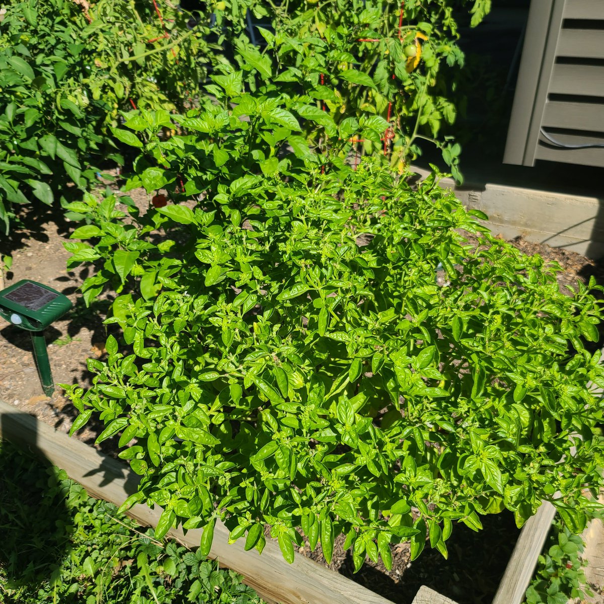 YourGardenGrl's tweet image. 🌼 Herbs are beginner gold 🌿
🌼 Fast growing, forgiving, useful
🌼 Instant confidence boost (Basil grows bigger in ground!)

yourgardengirl.com

#herbgarden #beginnerfriendly #gardeningtips #yourgardengirl