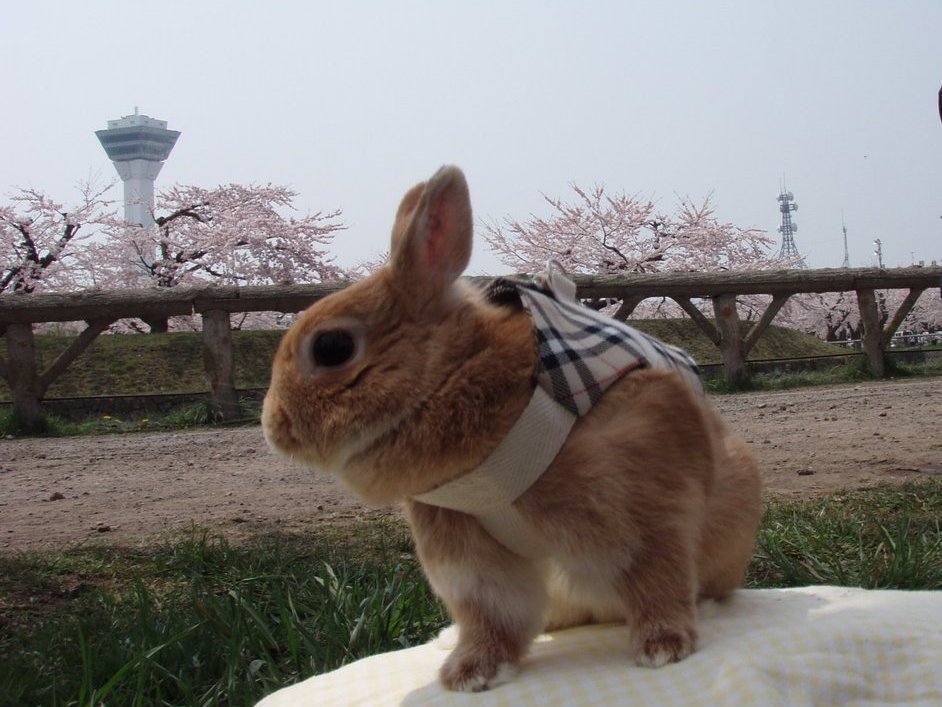 ぜいにくん tweet media