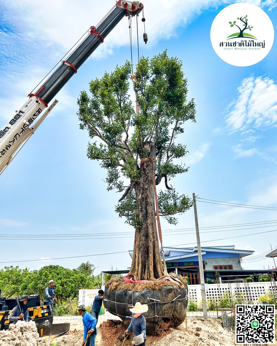 Chartmhaiyaith's tweet image. ขอขอบคุณ คุณนุ๊กมากๆครับ🙏💚✨ที่รับต้นพูนทรัพย์ฟอร์มสวยๆ✨จากสวนชาติไม้ใหญ่🌿

❇️@Line: 089-265-1334 
เพจสวน🌳: facebook.com/Chartmhaiyai/

#สวนชาติไม้ใหญ่ #ต้นไม้เชียงใหม่ #Garden #Landscape #ต้นไม้โครงการ #แต่งบ้านสวย #ขายต้นไม้ออนไลน์ #ไม้ฟอร์มสวย #รับจัดสวน #ต้นพูนทรัพย์