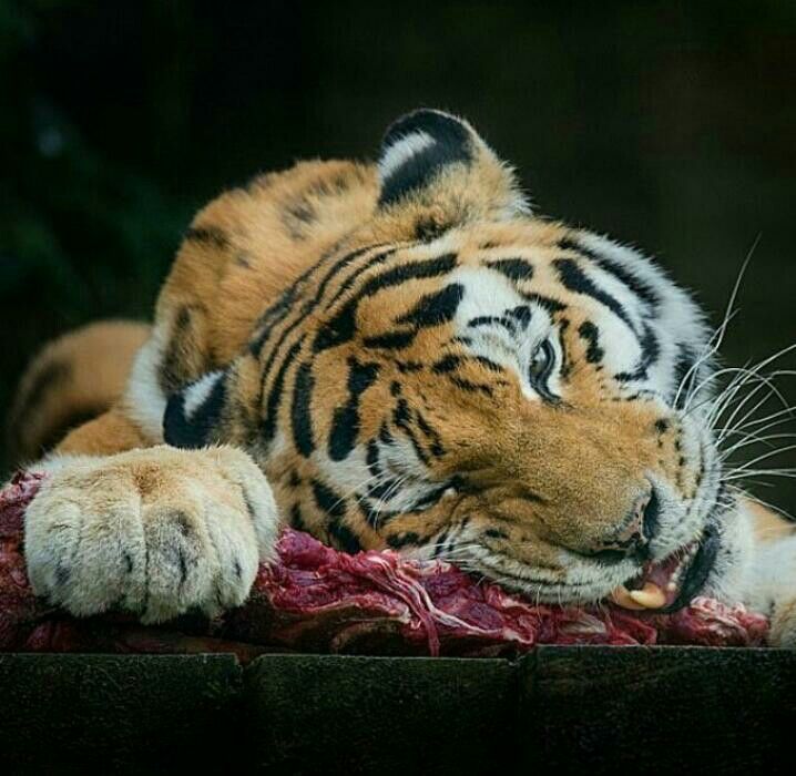 TIGER tweet media