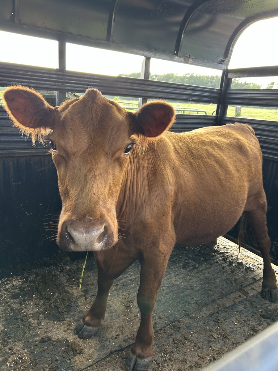 Jason2bartlett's tweet photo. Good Morning 

That face you make when you arrive at the Bartlett farm knowing you have a 150 acre salad bar waiting for you! https://t.co/VSfEBUykIi