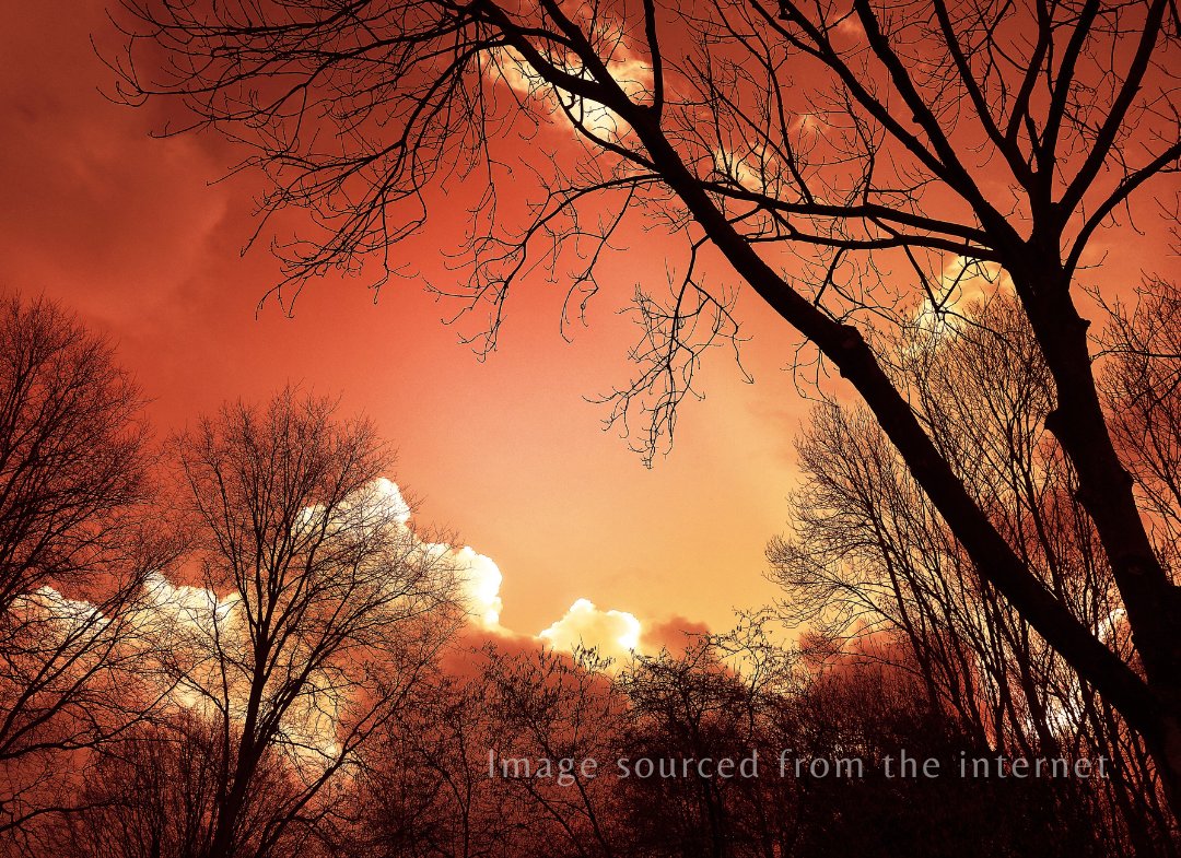 MystiqueStrokes's tweet photo. The weathered canopy
in autumn's rust,

a pensive aspen,
ambered, stands bare—

its last leaf lingers
in copper, earth-ochre.

The woodland
sings its waning song.

Windswept rustles,
susurrus of a faint refrain—

woes of withered boughs
tracing silence
across the embered sky. https://t.co/Sl14CpFCxY