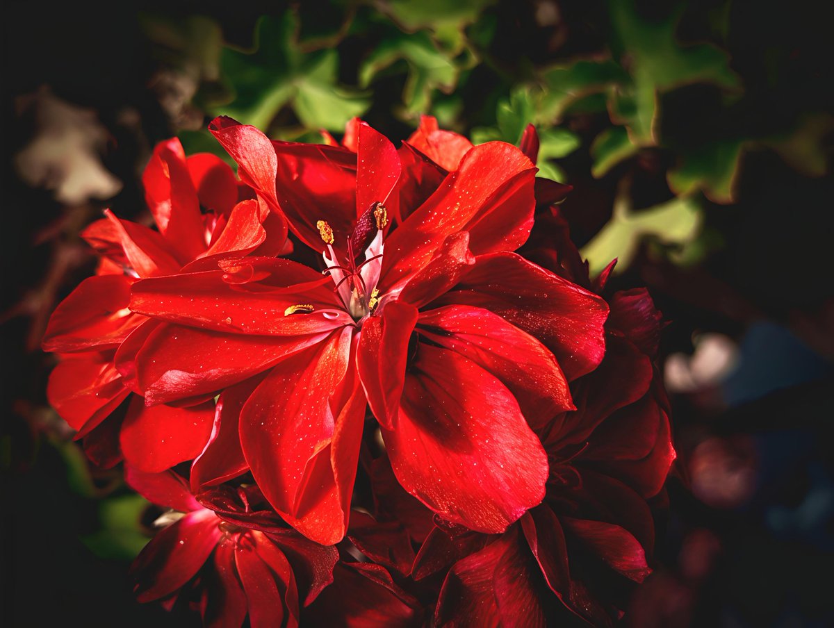 Simon_SS1993's tweet photo. Pelargonium spp. Geranium

#flowers #plants #geranium #pelargonium #red https://t.co/8L2RJSqJ2j