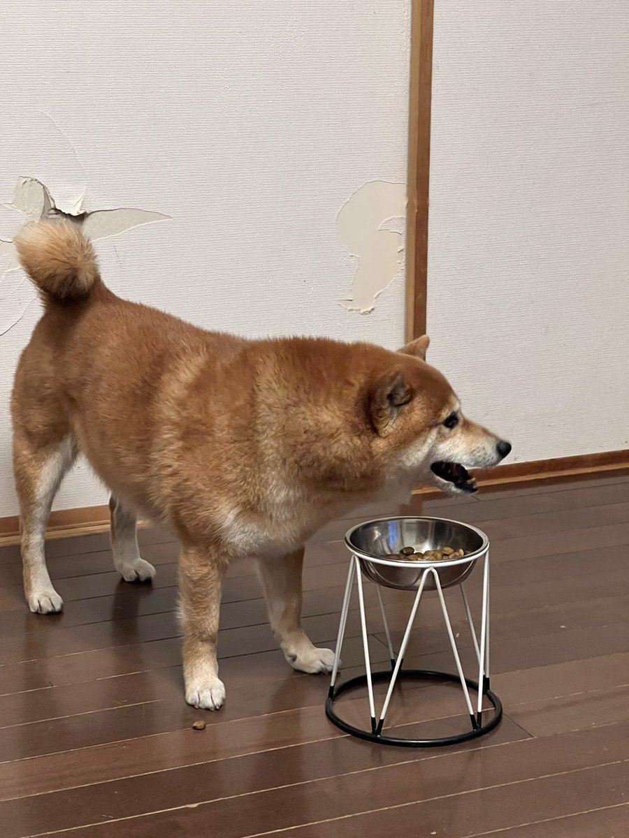 今日もたくさん散歩とクン活して、
ご飯が美味しくてぼくは幸せです
