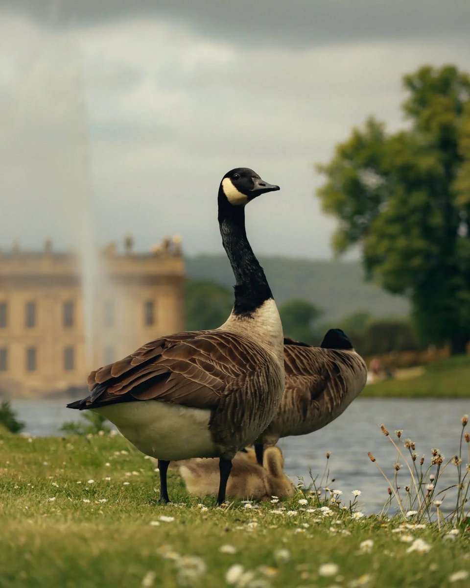 Goose tweet media