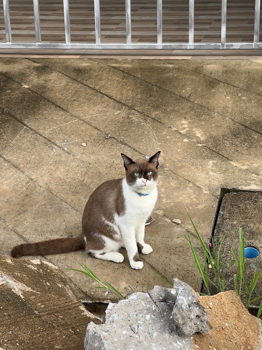 JohnJud | CUVET Animal Welfare Club tweet media