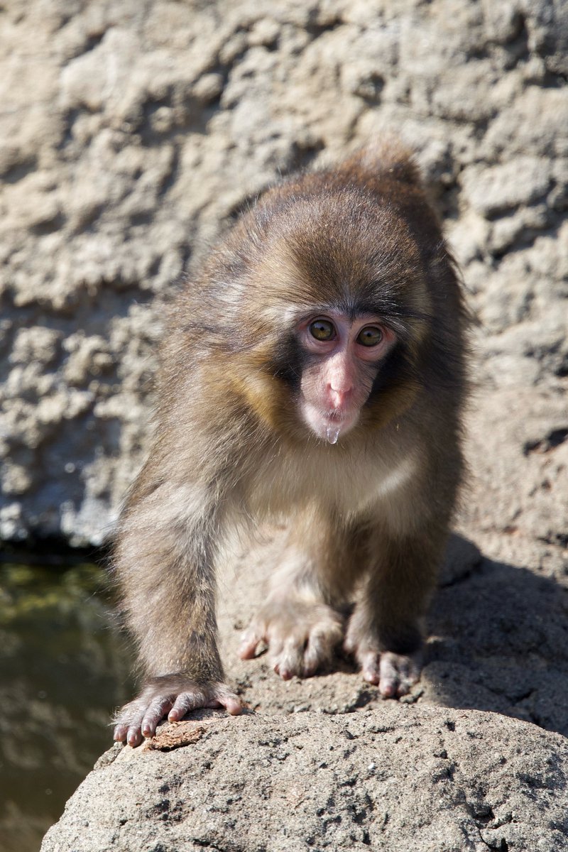 ぱんち🐒🪽 tweet media