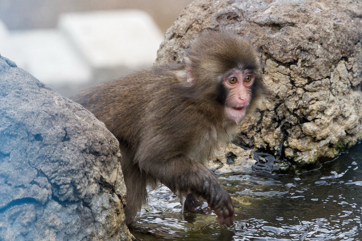 ぱんち🐒🪽 tweet media