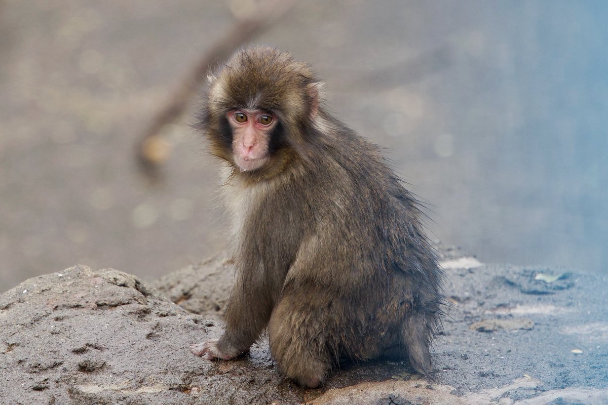 ぱんち🐒🪽 tweet media