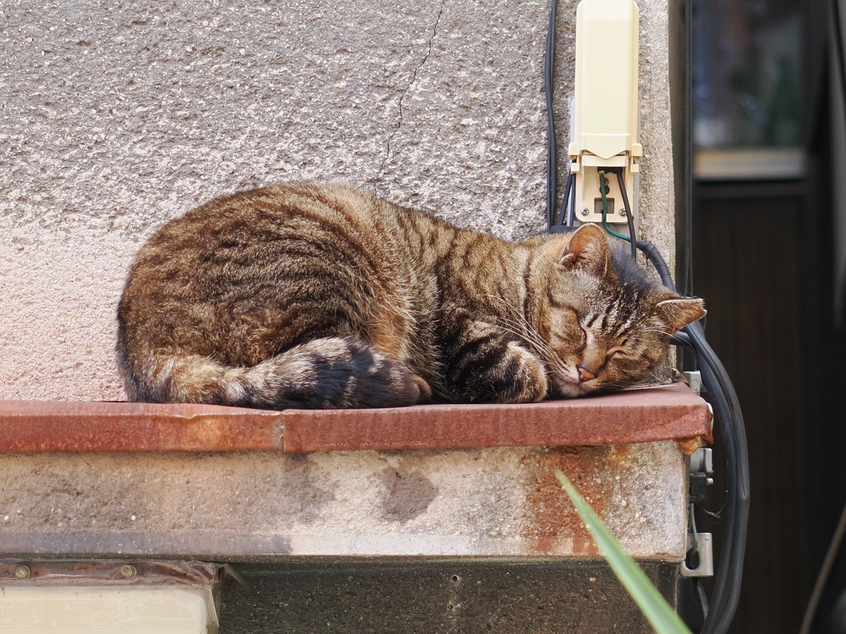 KoneCorone's tweet photo. 出会った猫たち。 https://t.co/KYmeY7pdfP
