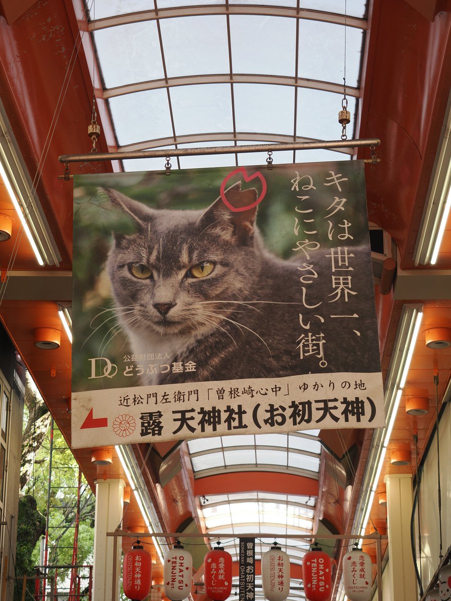 KoneCorone's tweet photo. 出会った猫たち。 https://t.co/KYmeY7pdfP