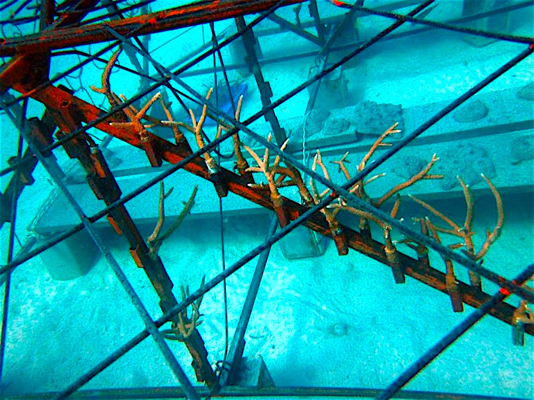 ecokohtao's tweet image. Coral Restoration is one of the most important factors of our work at Eco Koh Tao. Using our custom designed coral nurseries, we scuba dive around the site looking for fragments of corals that are known as “corals of opportunity”. Ecokohtao.com #KohTao #Coral #Reefs