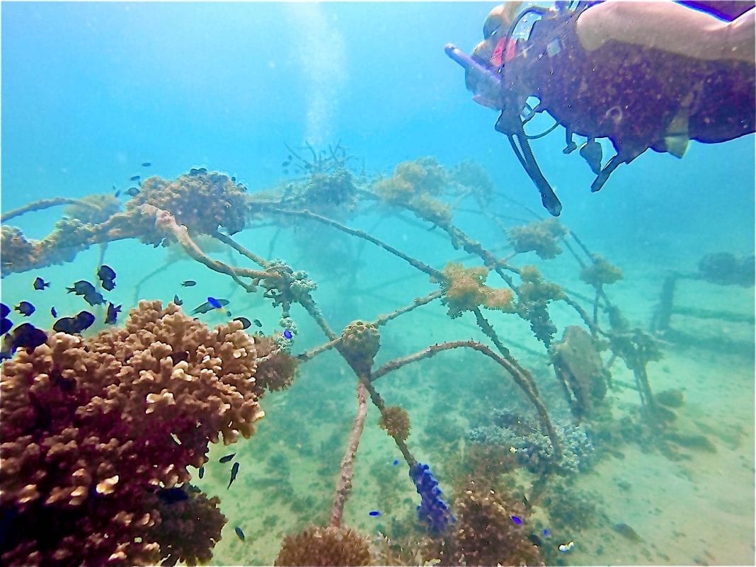 ecokohtao's tweet image. Coral Restoration is one of the most important factors of our work at Eco Koh Tao. Using our custom designed coral nurseries, we scuba dive around the site looking for fragments of corals that are known as “corals of opportunity”. Ecokohtao.com #KohTao #Coral #Reefs