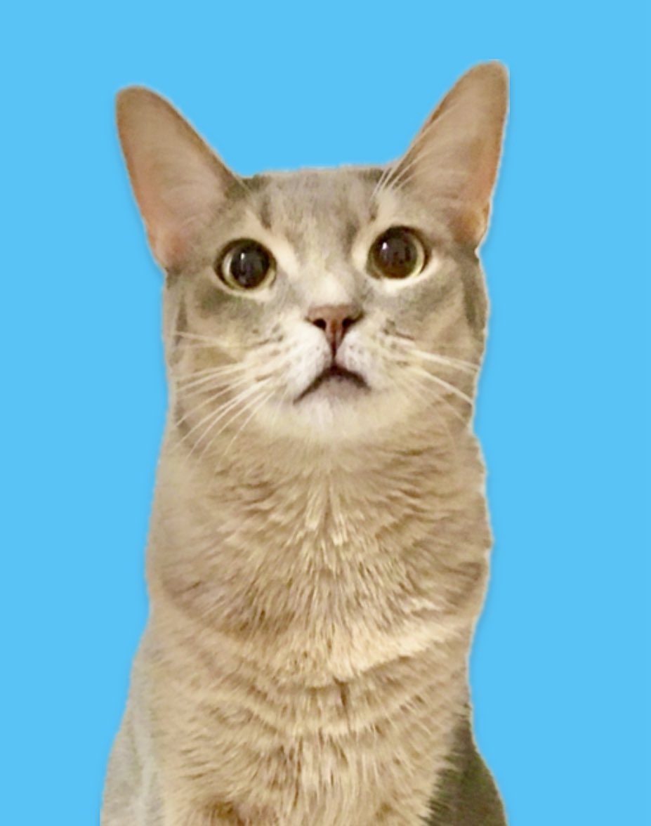 ラピス/Lapis (@Lapis_the_cat) / Posts / X