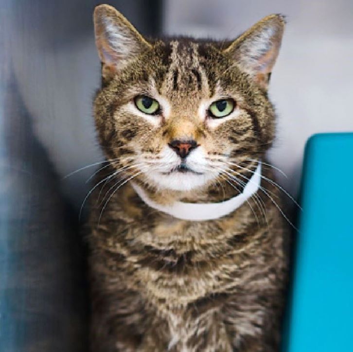 sachikoko's tweet image. 🥳🎉🎊SAFE! Sweet 10YO Senior Brown Tabby Kitty "HUGO" Has Been Adopted 5/01/2026!🎊🎉🥳
▶️248707 facebook.com/photo/?fbid=12…
💰No pledges will be collected.
🙏🏾Please consider moving your pledge to Batman.
💗Thank You 4 Pledging &amp;amp; Sharing💗
#Queens #NYC #Cats