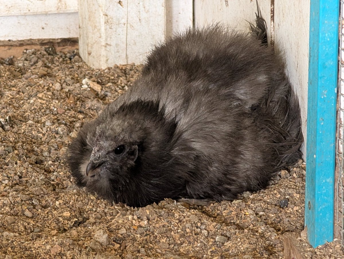 DocBohn's tweet image. Good morning 

#GoodMorning #chickens