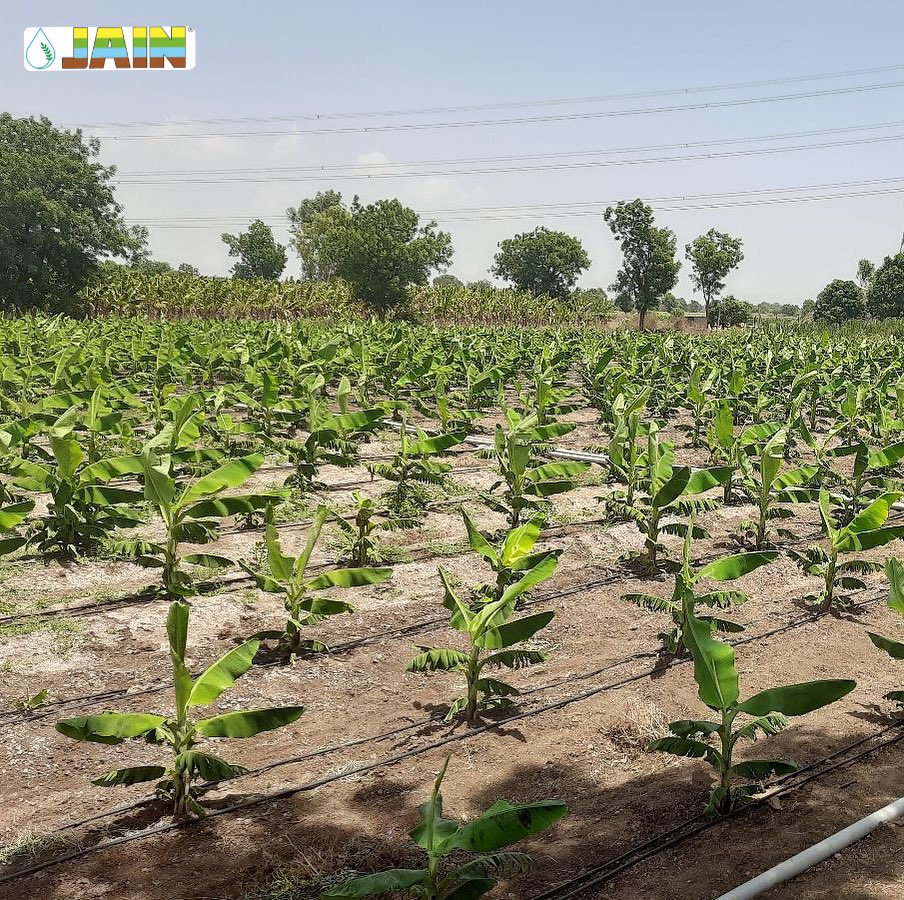 The combination that promises you Better Yield Greater Profits thriving all year round! 💯 

Jain Drip + Banana Plants 🌱 from Jain Hi Tech Plant Factory 🏭