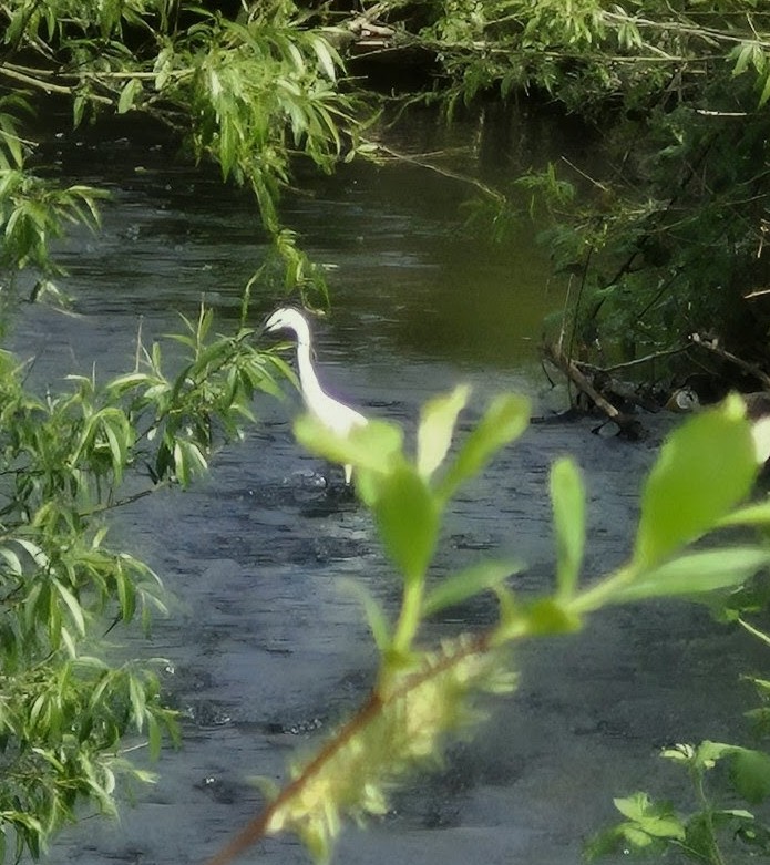 Manda1603's tweet image. Spotted this beauty on a morning stroll just past the village, so lucky to live here even with rank amateur photo skills #Leicestershire #Villagelife 
🤭💚👀📸🤍