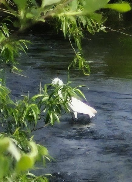 Manda1603's tweet image. Spotted this beauty on a morning stroll just past the village, so lucky to live here even with rank amateur photo skills #Leicestershire #Villagelife 
🤭💚👀📸🤍