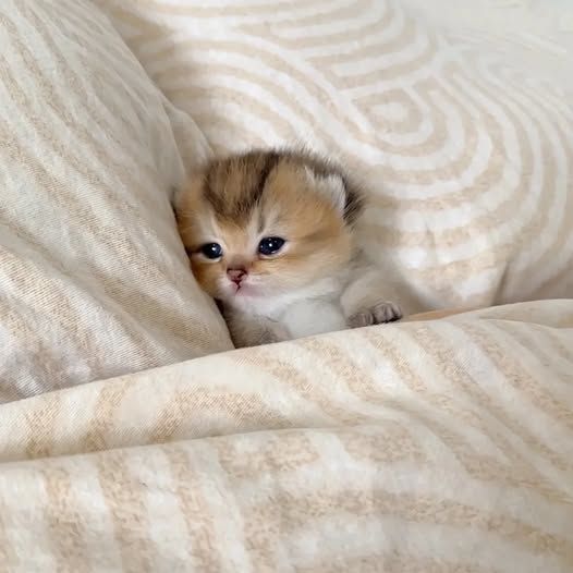 Cats all the way tweet media