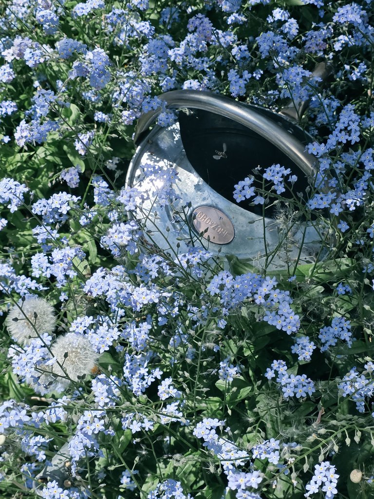 Rachael67947693's tweet image. Has anyone seen the watering can? 
#flower #garden #nature #plants