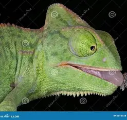 ALF ¡¡ Lucky gato maaaalo!! 🇪🇸 💚 tweet media