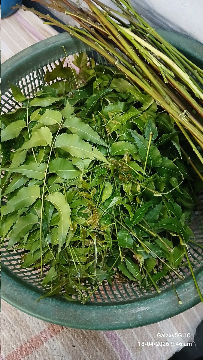 juhichakra97's tweet image. Neem 🌿🌿🌿🌿

instagram.com/photographerju…

#Garden #neem #tree #nature #Photography #green