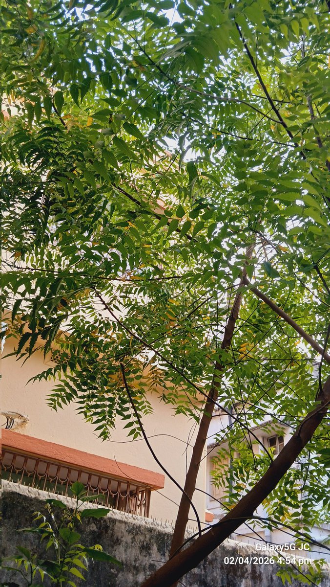 juhichakra97's tweet image. Neem 🌿🌿🌿🌿

instagram.com/photographerju…

#Garden #neem #tree #nature #Photography #green
