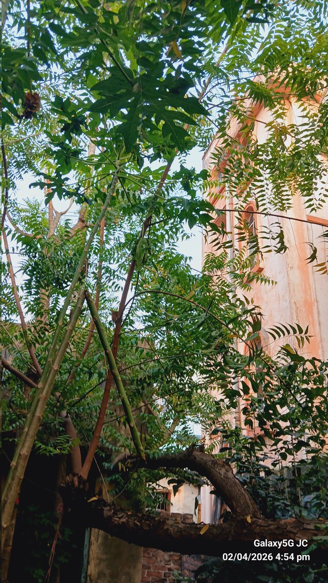 juhichakra97's tweet image. Neem 🌿🌿🌿🌿

instagram.com/photographerju…

#Garden #neem #tree #nature #Photography #green