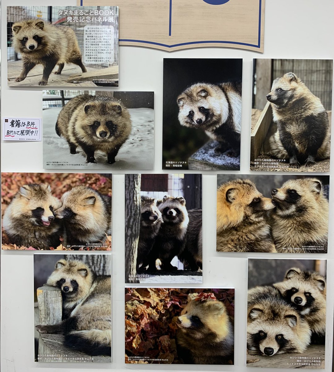 5階 芸術 B14】 『タヌキまるごとBOOK』(辰巳出版 税込¥1760)が入荷し