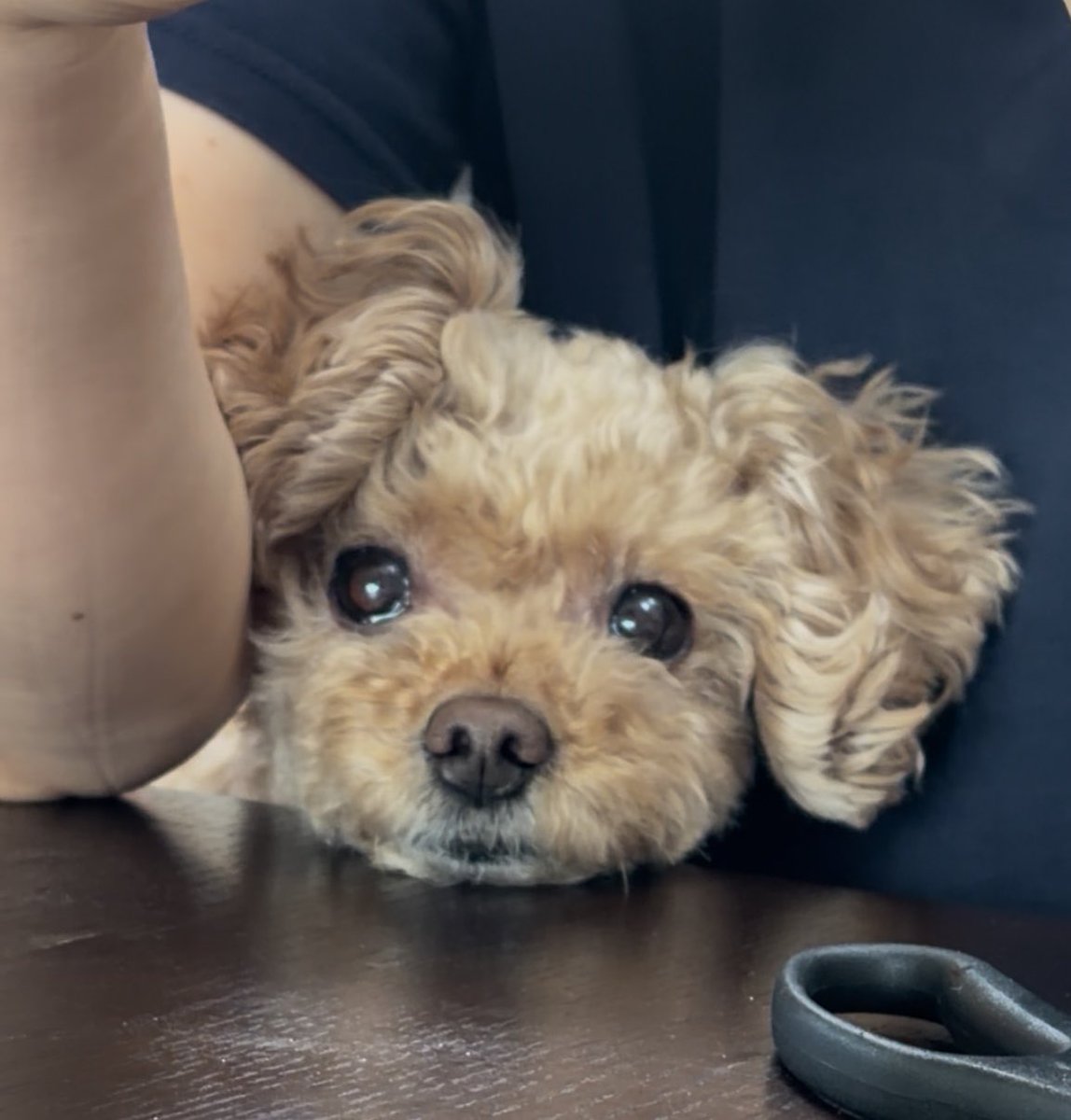 푸들 새찌 tweet media