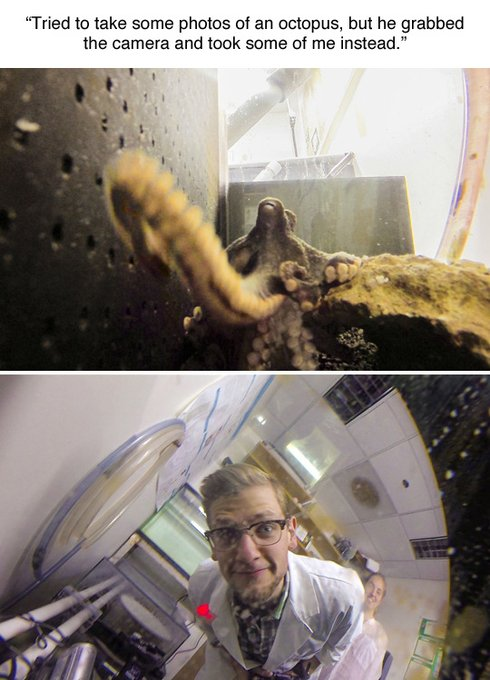 Rainmaker1973's tweet image. Benjamin Savard was filming octopuses for a neuroscience research project at Middlebury College in Vermont.

And this happened.