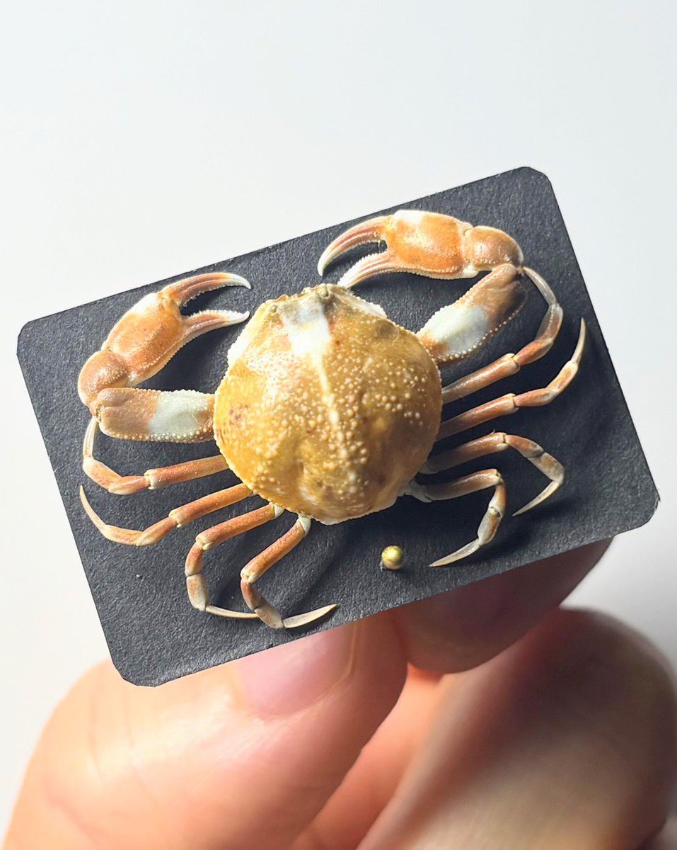 乾燥した小動物の標本 新作の標本制作しました！🦀 コブシガニの乾燥標本、数種類持っていき