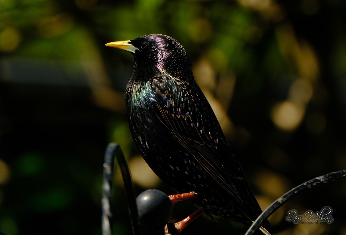 SamWlandscapes's tweet image. Beautiful starlings in the garden #birds #birdwatching #naturelovers