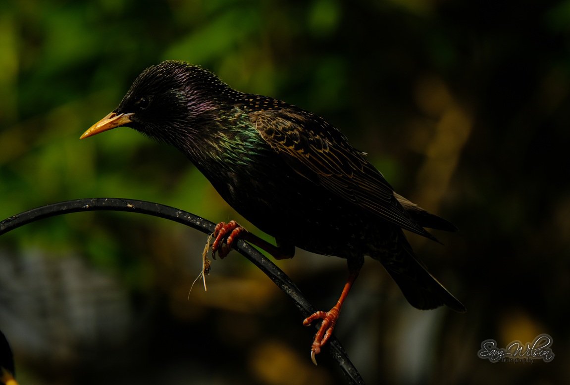 SamWlandscapes's tweet image. Beautiful starlings in the garden #birds #birdwatching #naturelovers