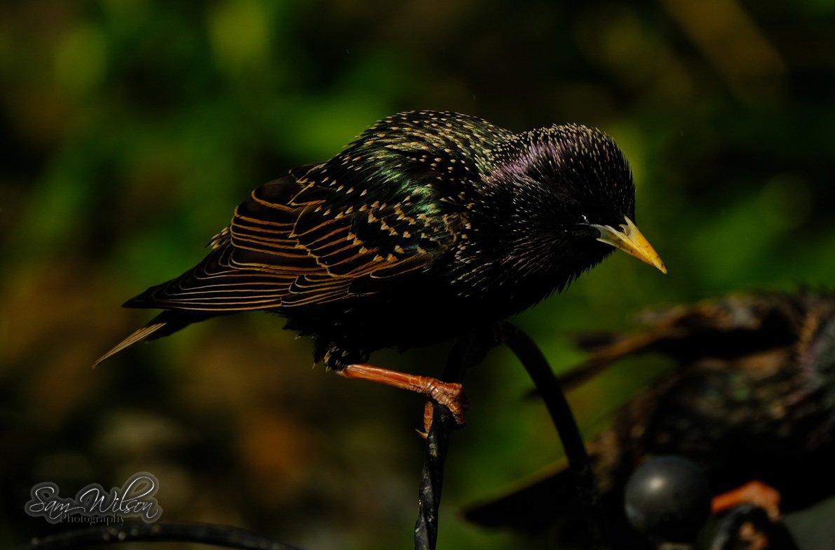 SamWlandscapes's tweet image. Beautiful starlings in the garden #birds #birdwatching #naturelovers