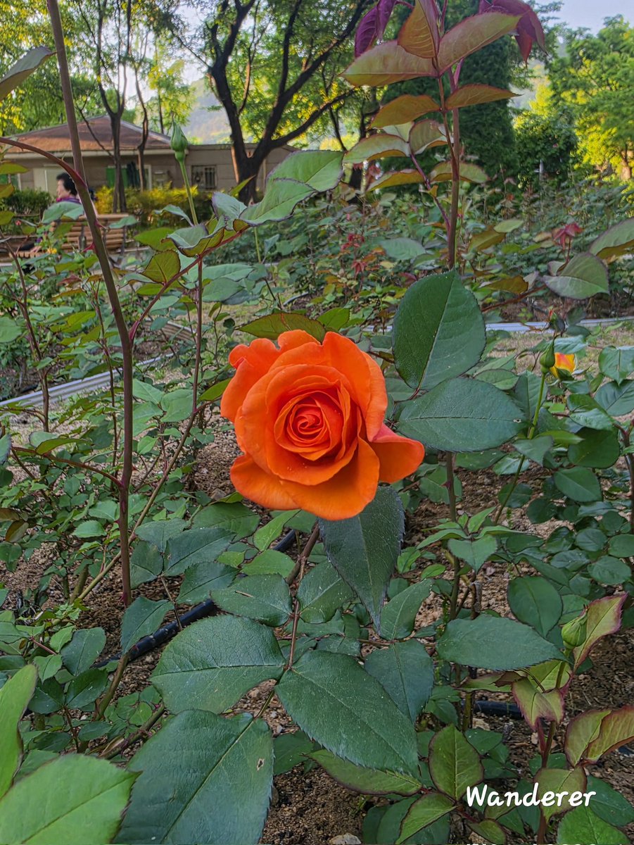 sukoya979's tweet image. OrangeRoses 🌹💚How do you like this orange rose?#rose #flower  #OrangeRoses