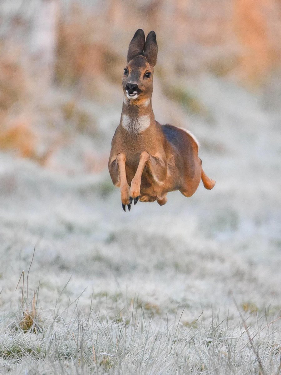 0000000mahmoud's tweet image. Jumping into the weekend ….. 

📸 Jeremy Duvekot

#tgif #jumpingintotheweekend #deerofinstagram #bounce #comedywildlife 

@thinktankphoto @alexwalkerserian @bbcwildlifemagazine @sullamphoto @pj_hicks @kmhumble @nikoneurope