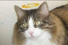 marillion13's tweet image. At least I want to upload 1 time thirty REAL dog screenshots for today, no more posting on Quora, on X &amp;amp; Bluesky in 2 - 4 packs. After 6 other pics.
I do not take screenshots of AI generated pics, photoshop is okay for me, those pics´re of REAL dogs.